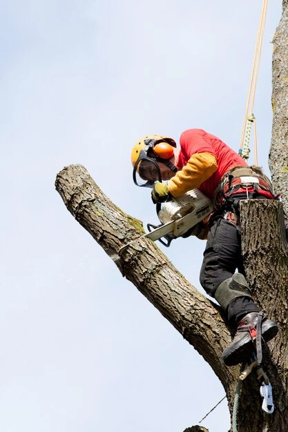 tree care