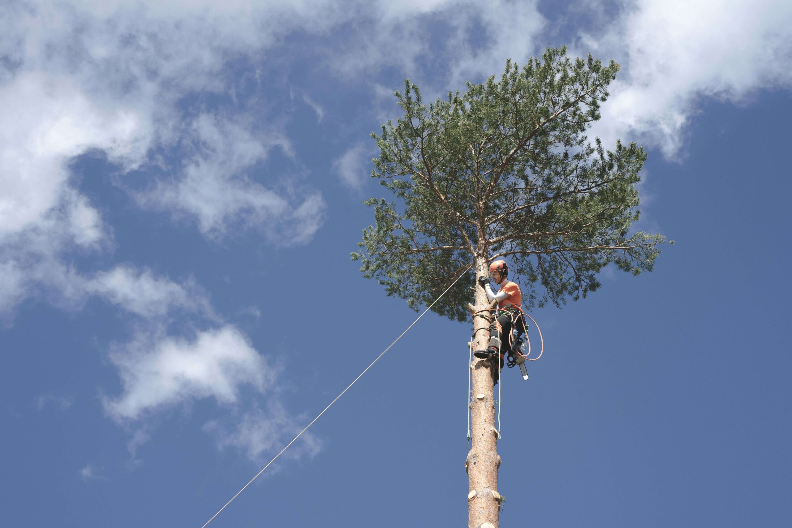 tree services2