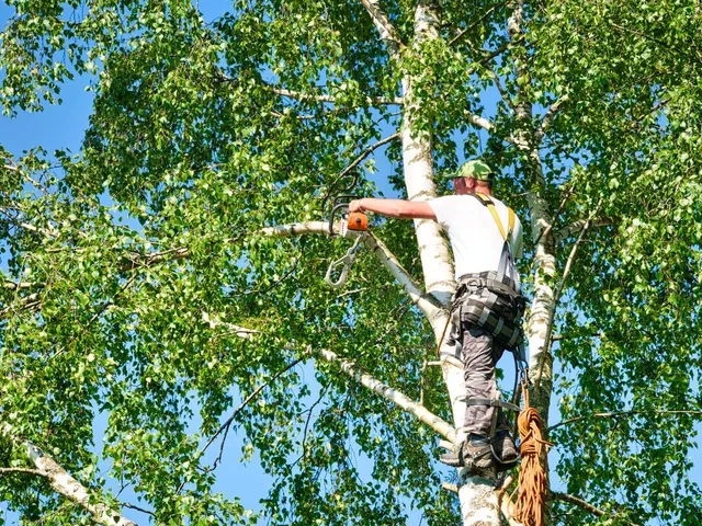 tree-trimming-and-care-640w