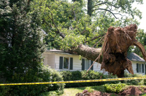 tree hazards