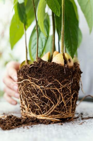 root system