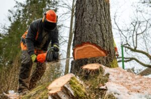 tree cutting service near me fall river