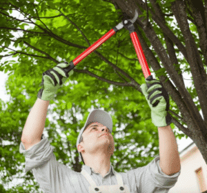 tree pruning fall river