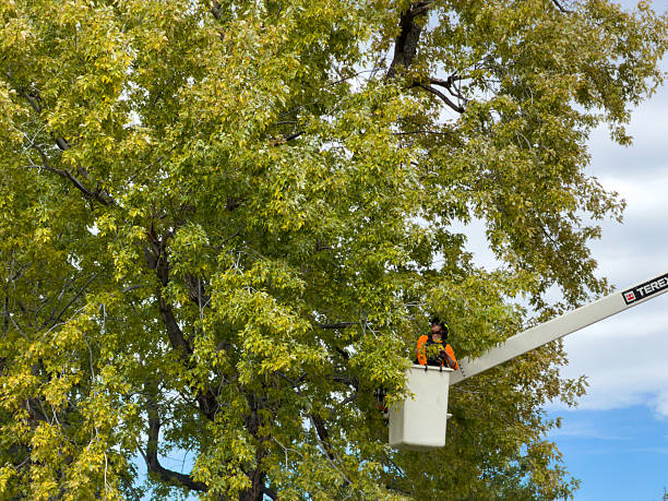commercial tree service fall river