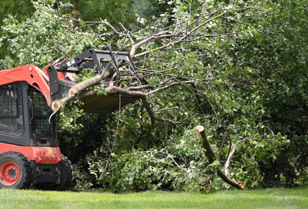 emergency tree service fall river
