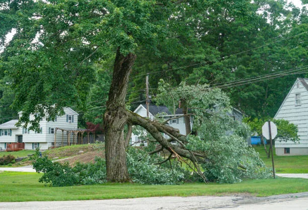 emergency tree service fall river