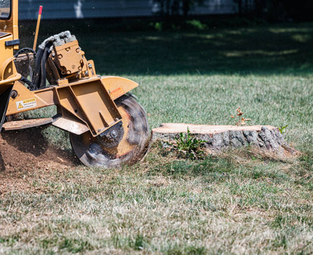 stump grinding fall river