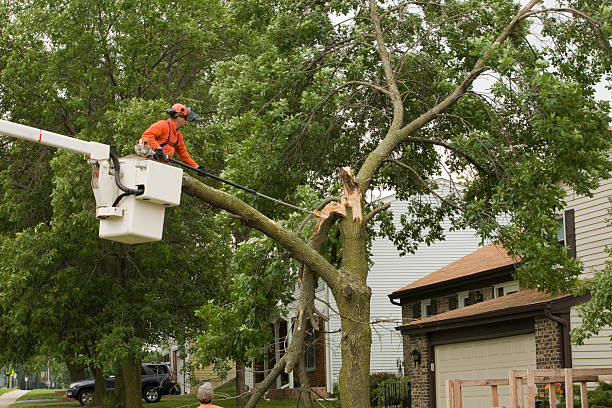 tree cutting fall river