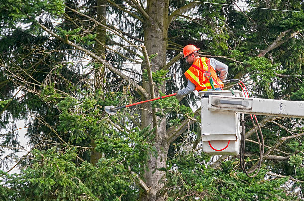 tree cutting fall river