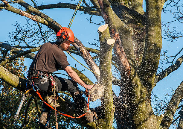 tree cutting fall river