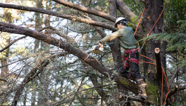 tree pruning fall river