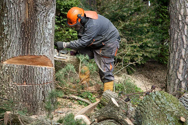 tree removal fall river