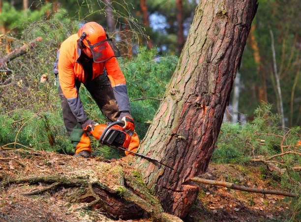 tree removal fall river