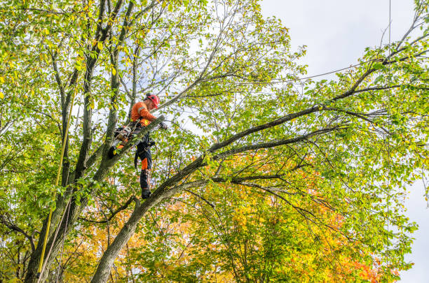 tree trimming fall river