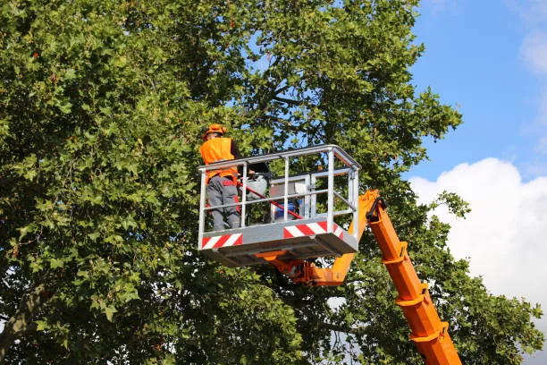 tree trimming fall river
