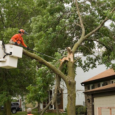 tree cutting fall river