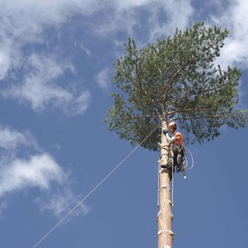 tree services